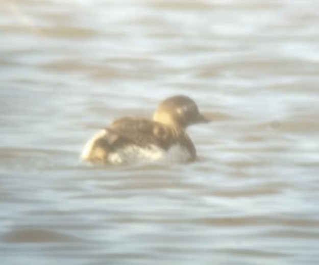 Long-tailed Duck - ML585401951
