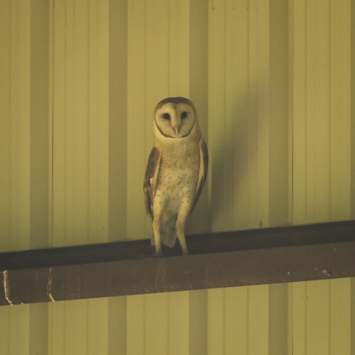 Barn Owl - Jacob Flynn