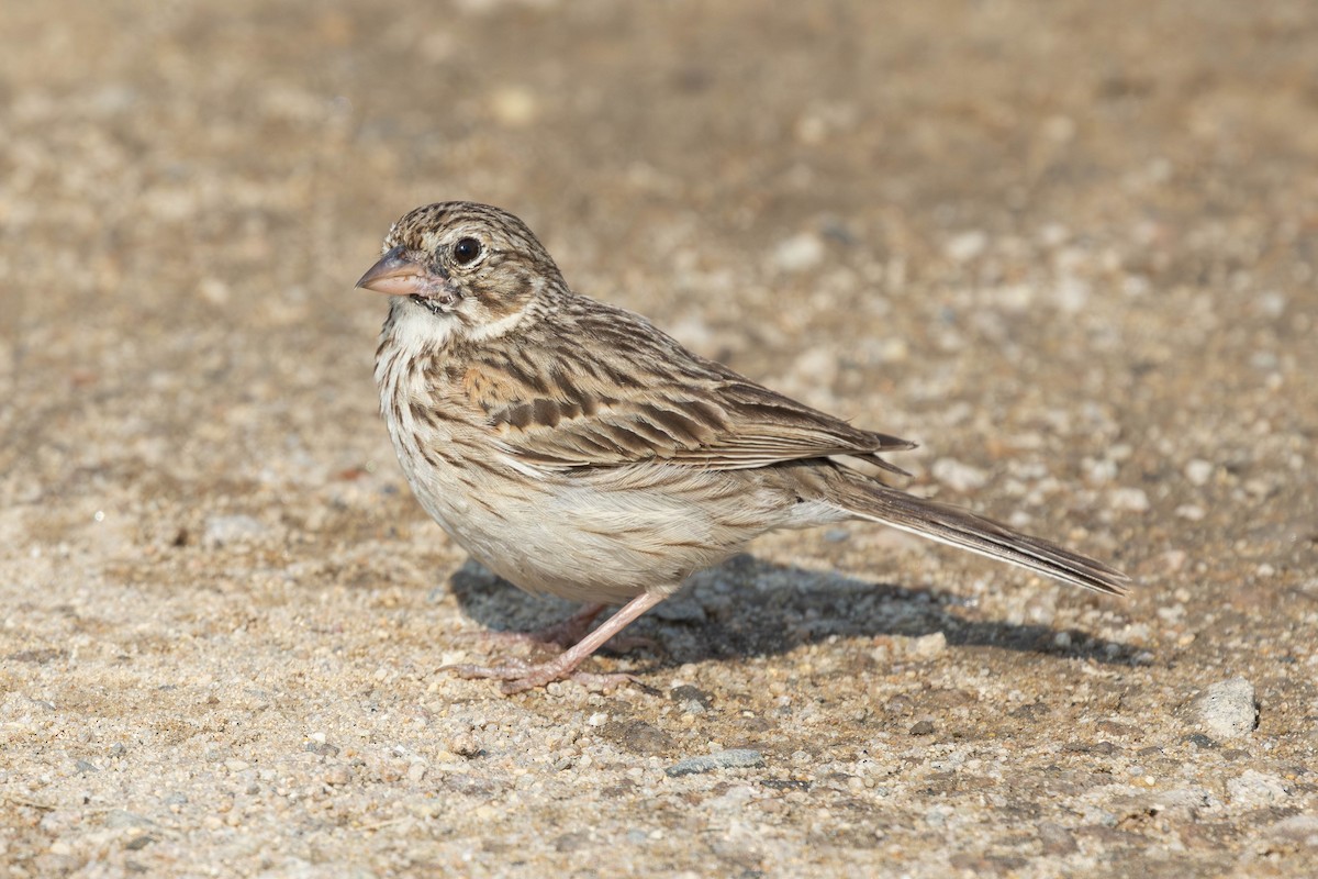 Vesper Sparrow - ML585408711