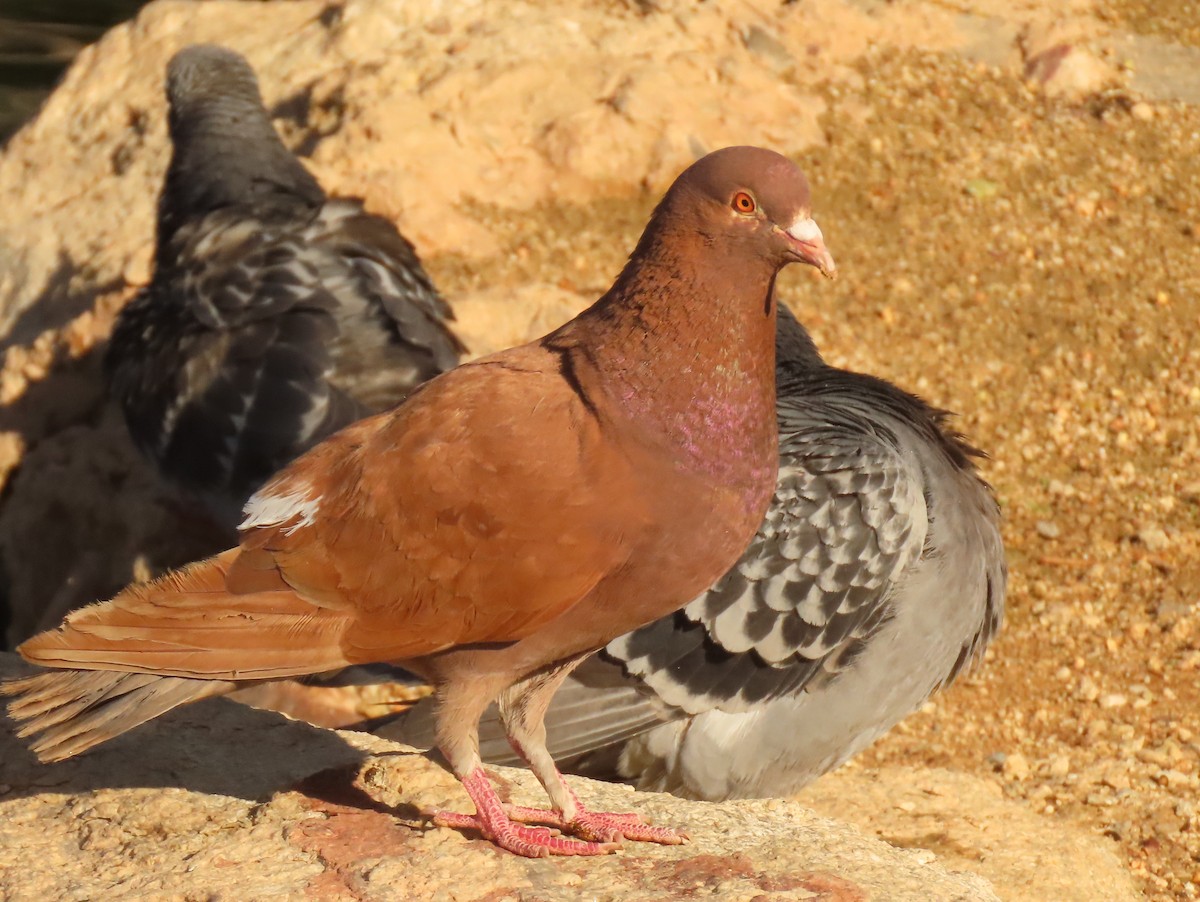 Rock Pigeon (Feral Pigeon) - ML585410031