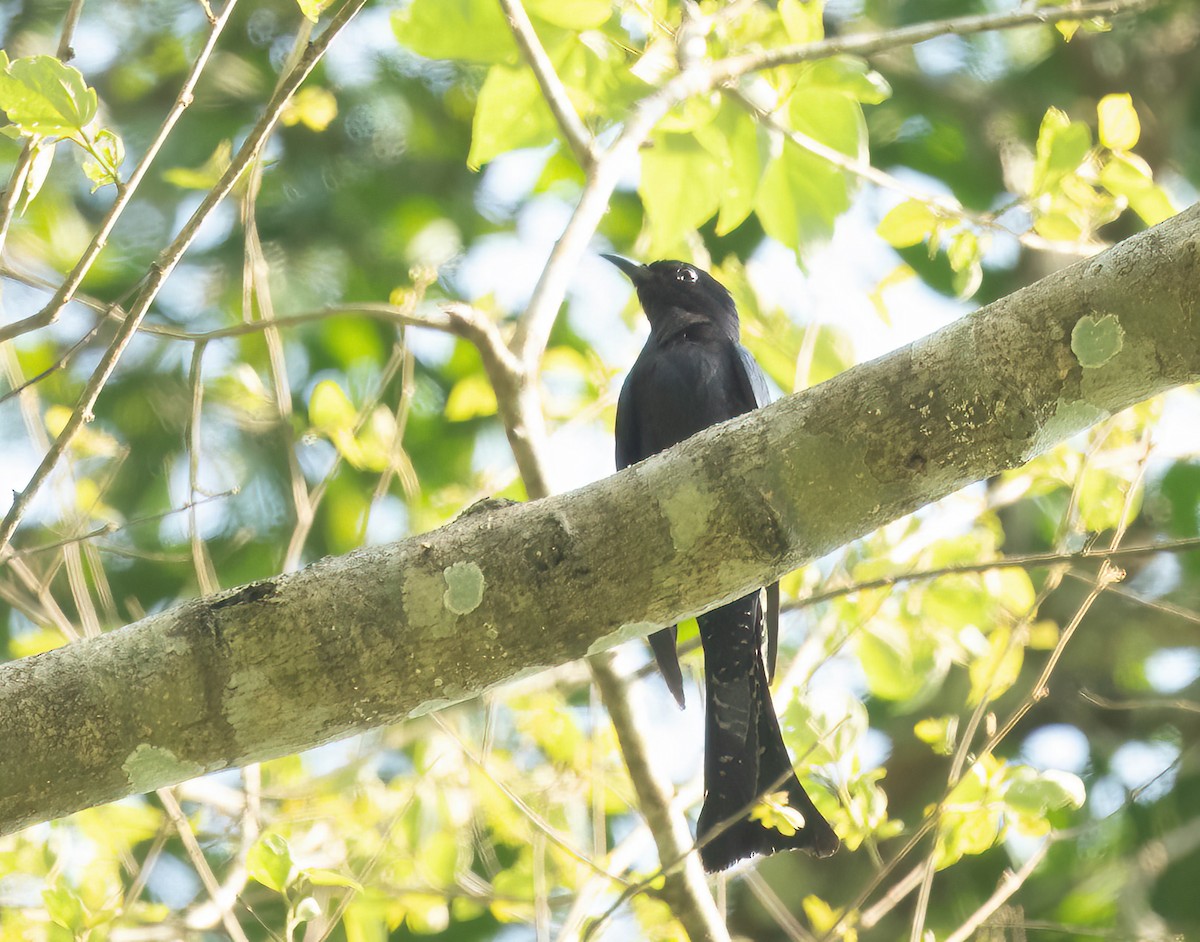 Square-tailed Drongo-Cuckoo - ML585410631