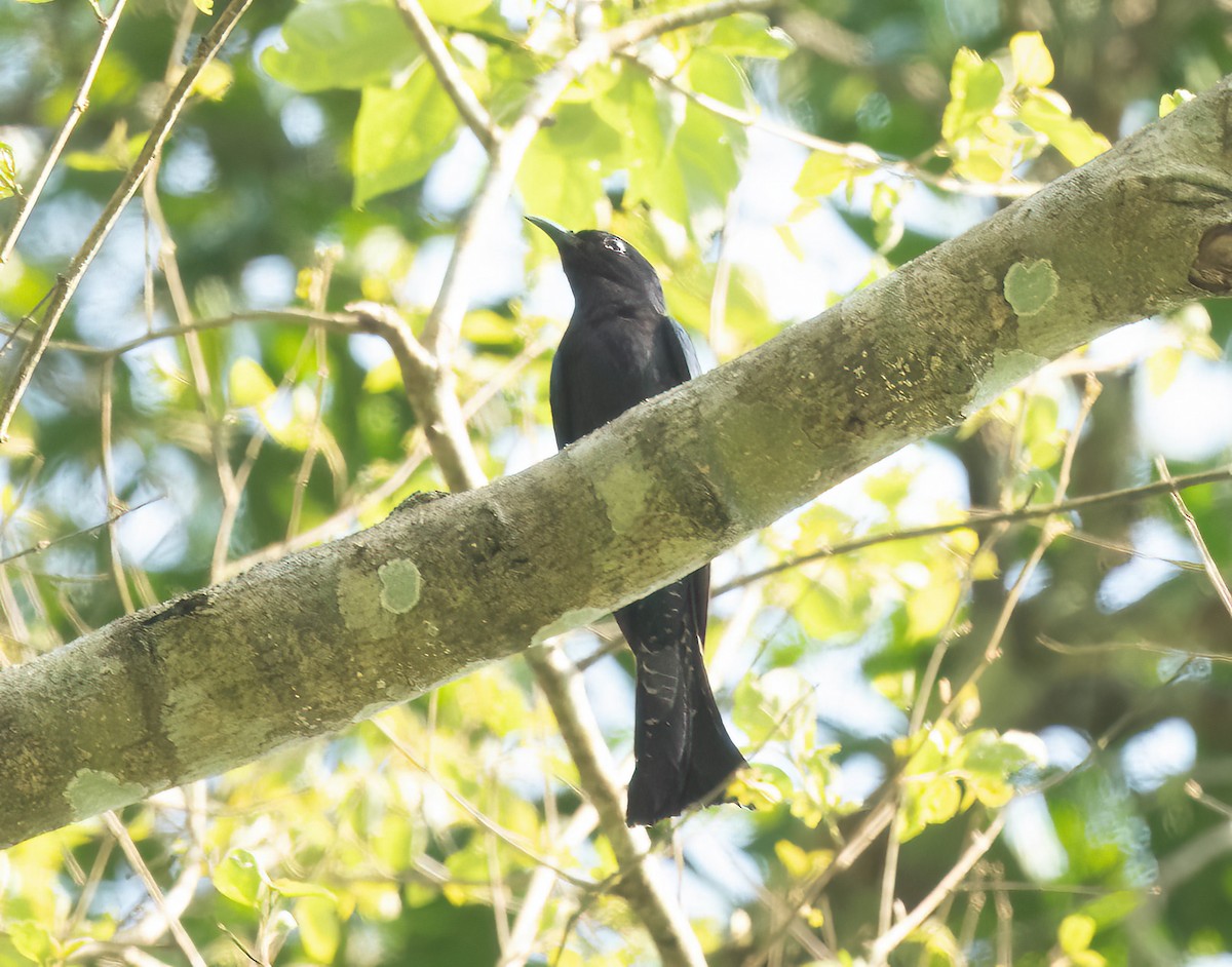 Square-tailed Drongo-Cuckoo - ML585410661