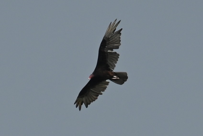 Turkey Vulture - ML585413671
