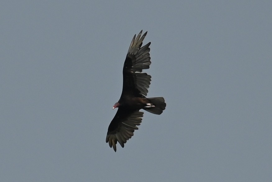 Turkey Vulture - ML585413681