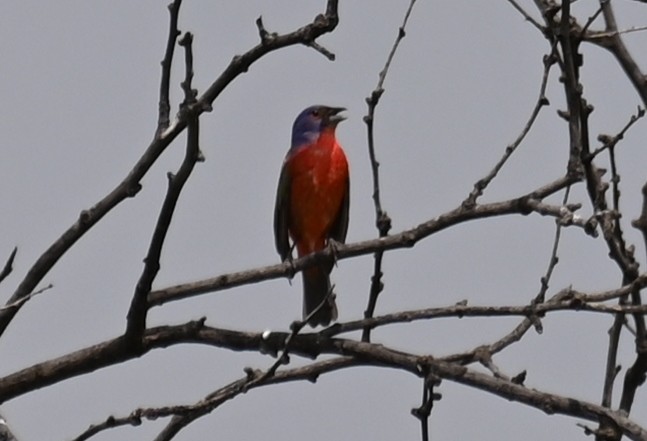 Painted Bunting - ML585413741