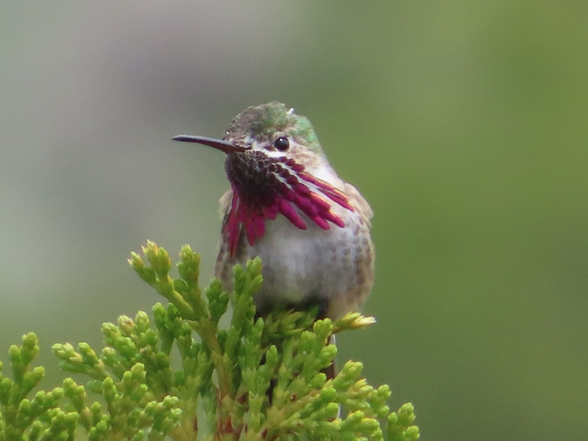 Calliope Hummingbird - Dan Sidle