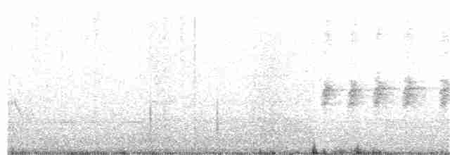křivka bělokřídlá - ML58542861