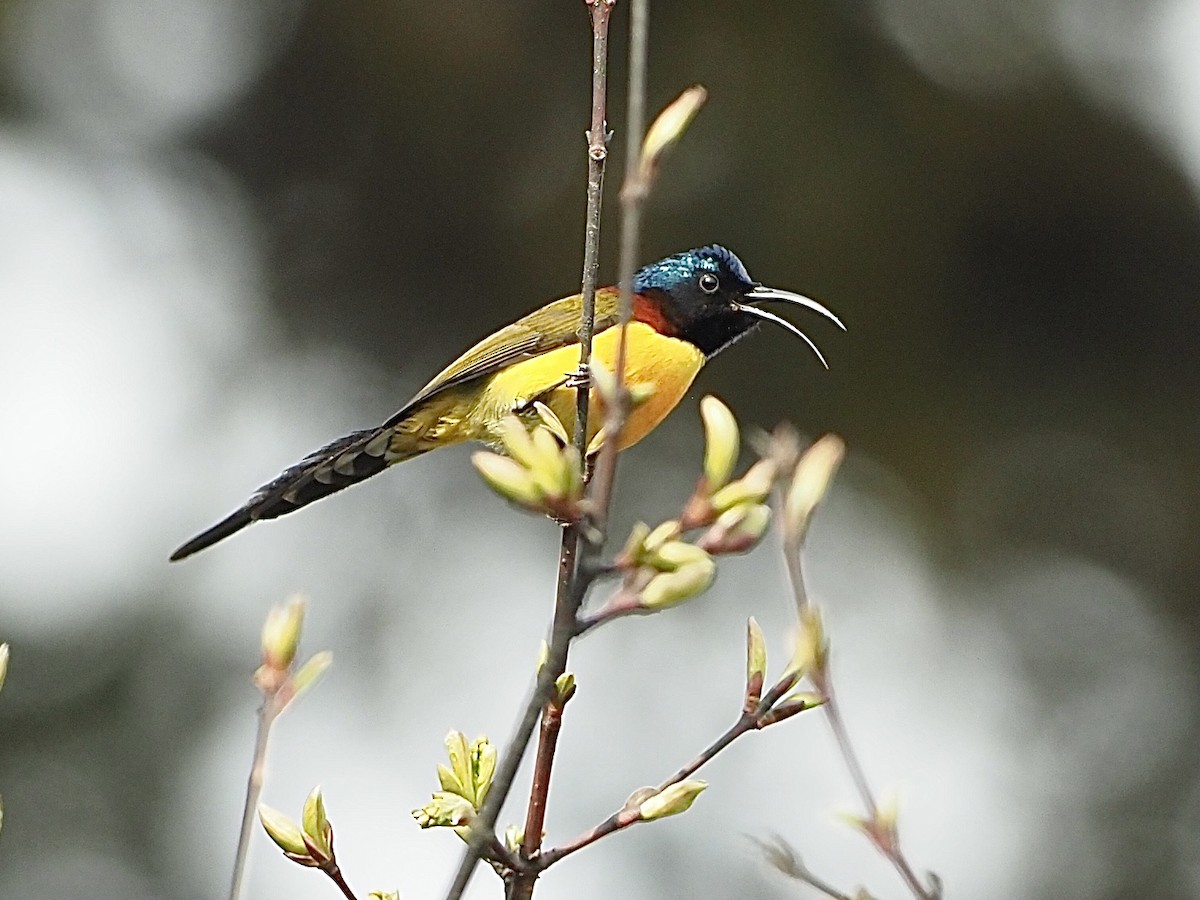 Green-tailed Sunbird (Green-tailed) - ML585431081