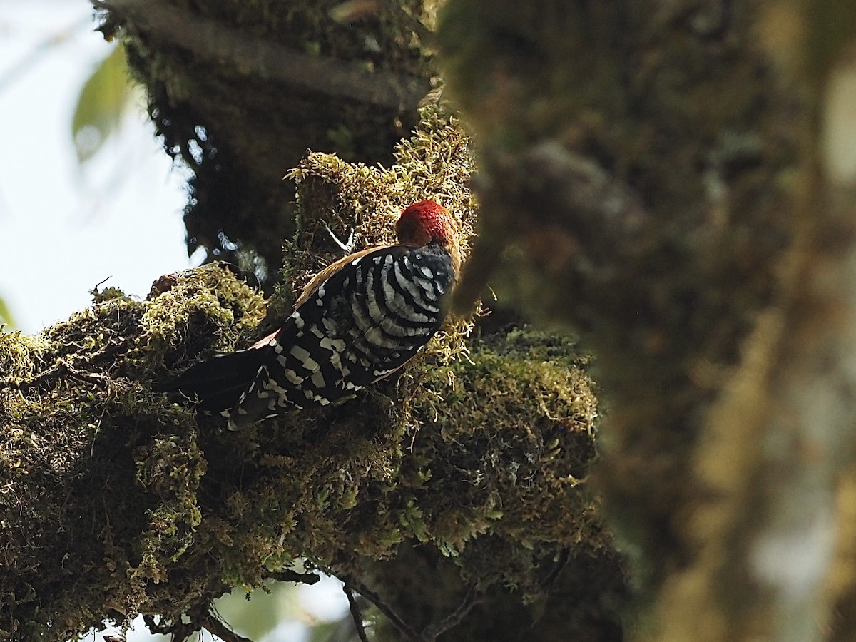 Rufous-bellied Woodpecker - ML585433561