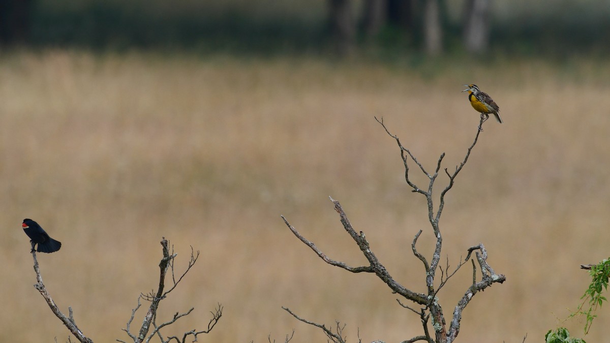 Eastern Meadowlark - Midge Flinn Yost
