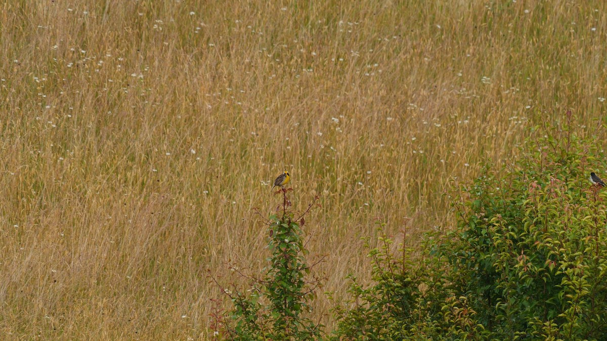 Eastern Meadowlark - Midge Flinn Yost