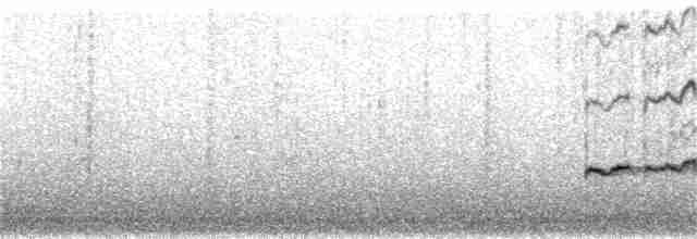 Gray-tailed Tattler - ML58543891