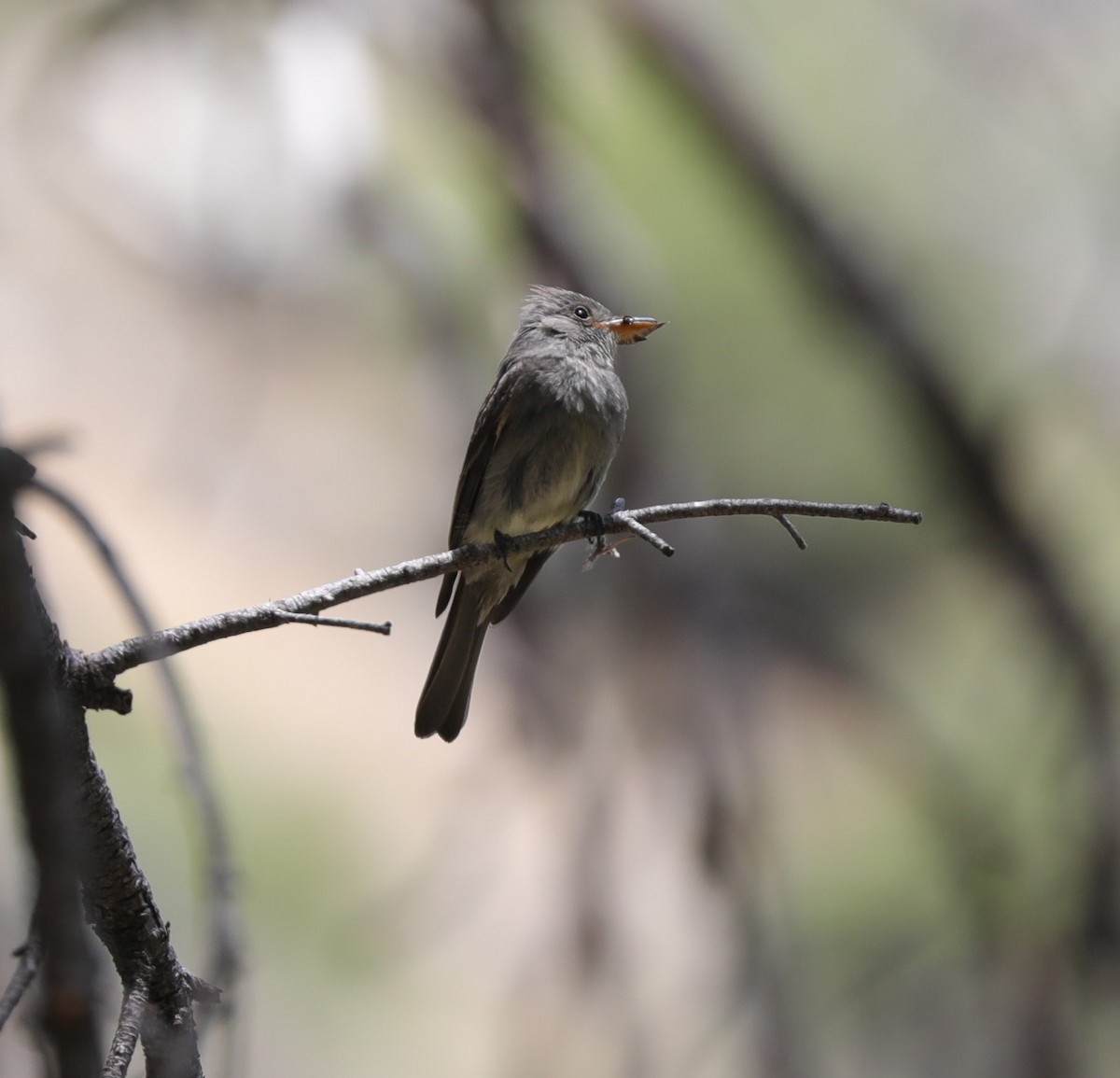 Greater Pewee - ML585445581
