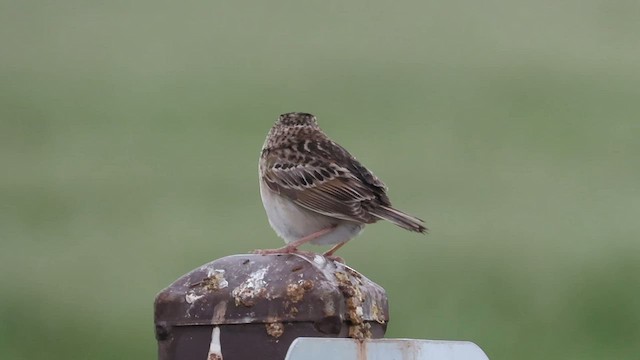 Grasshopper Sparrow - ML585445831
