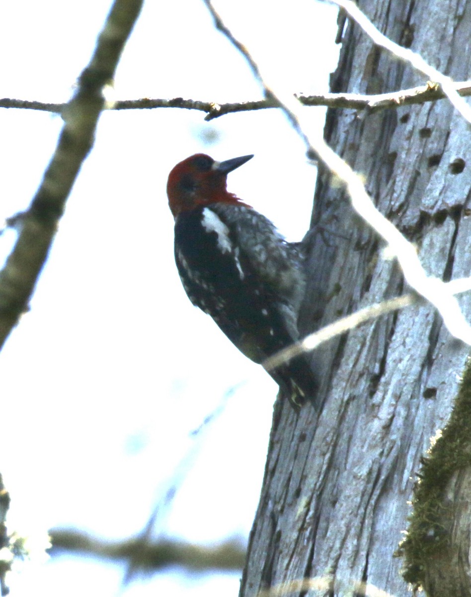 Red-breasted Sapsucker - ML585449061