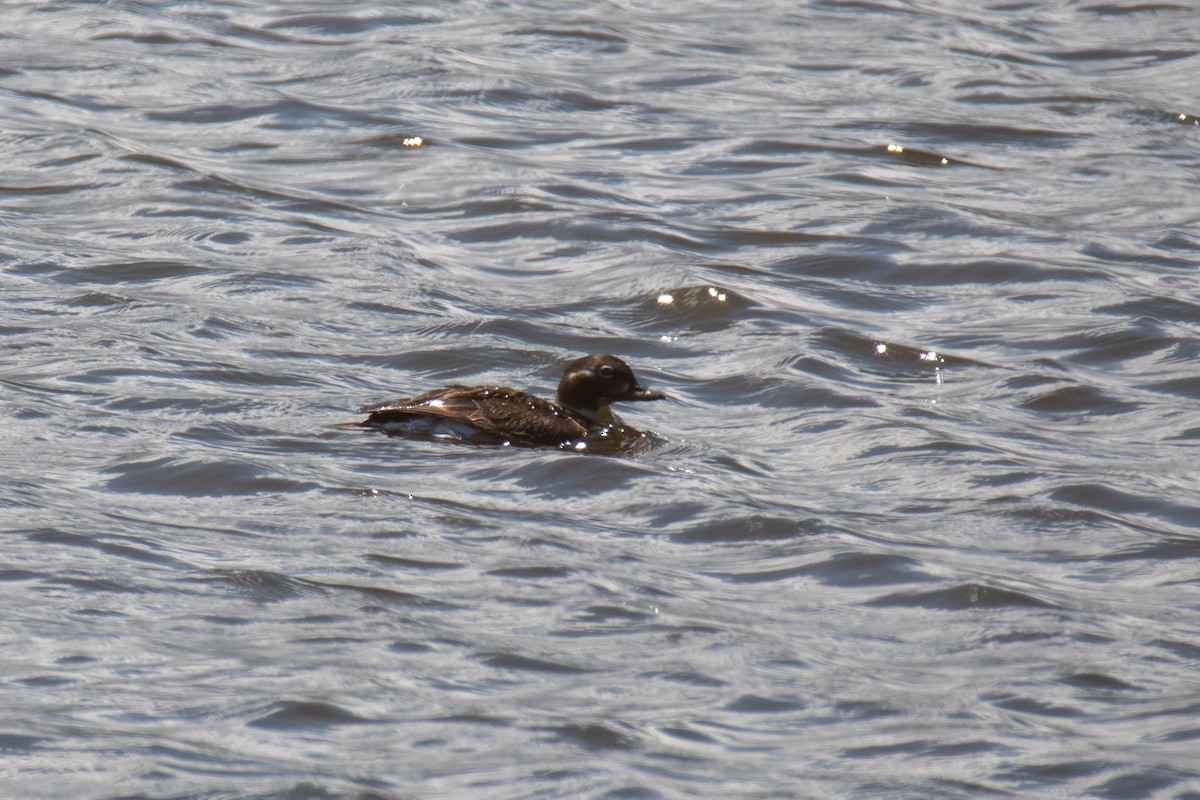 Long-tailed Duck - ML585453091