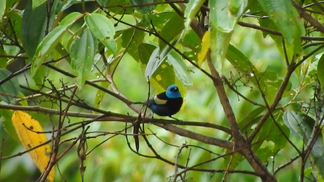 Blue-necked Tanager - ML585454461