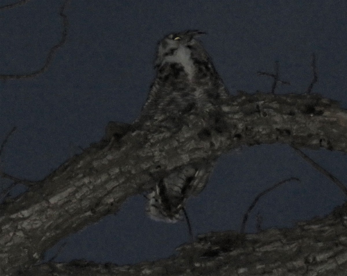 Great Horned Owl - ML585457781