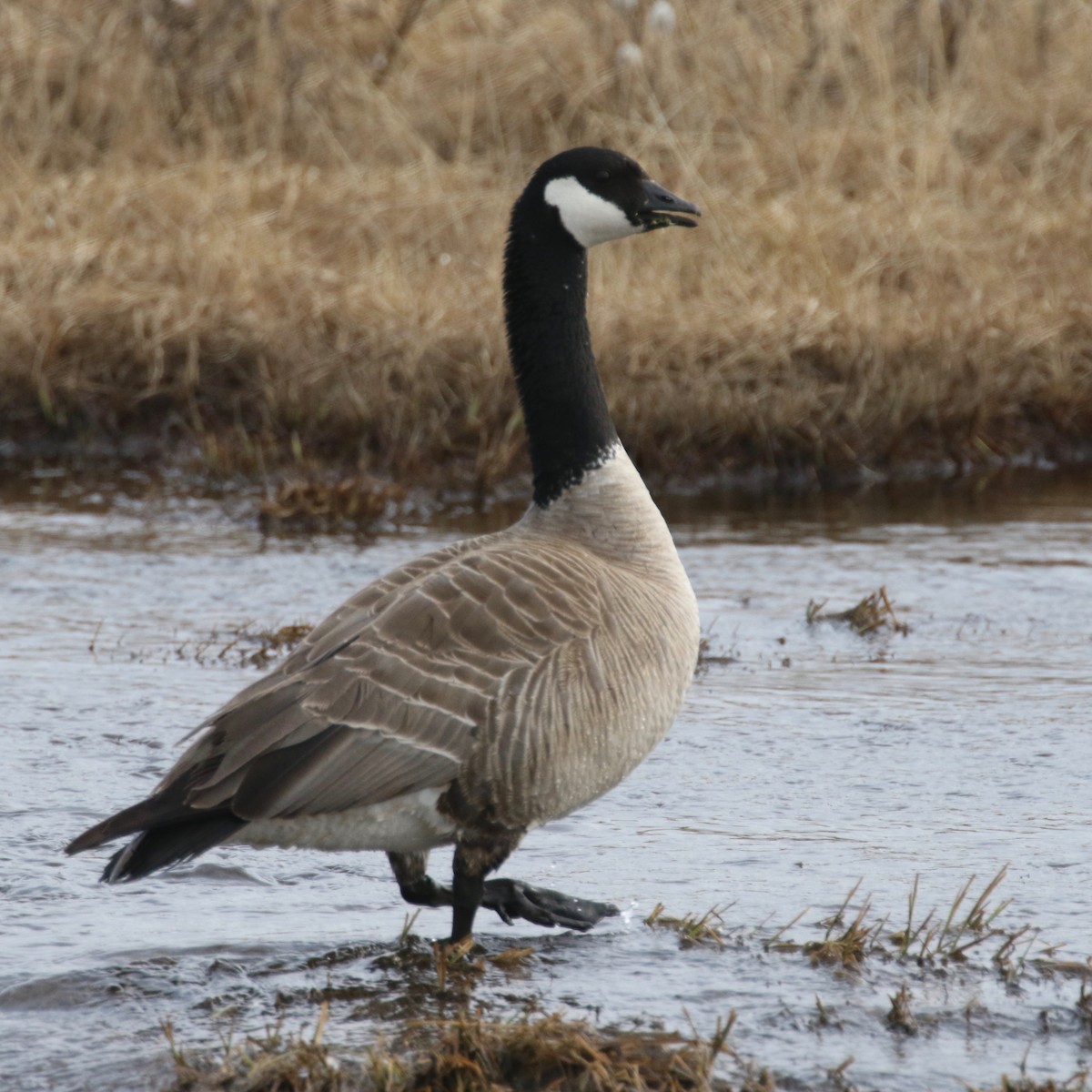 Cackling Goose (Richardson's) - ML585457981