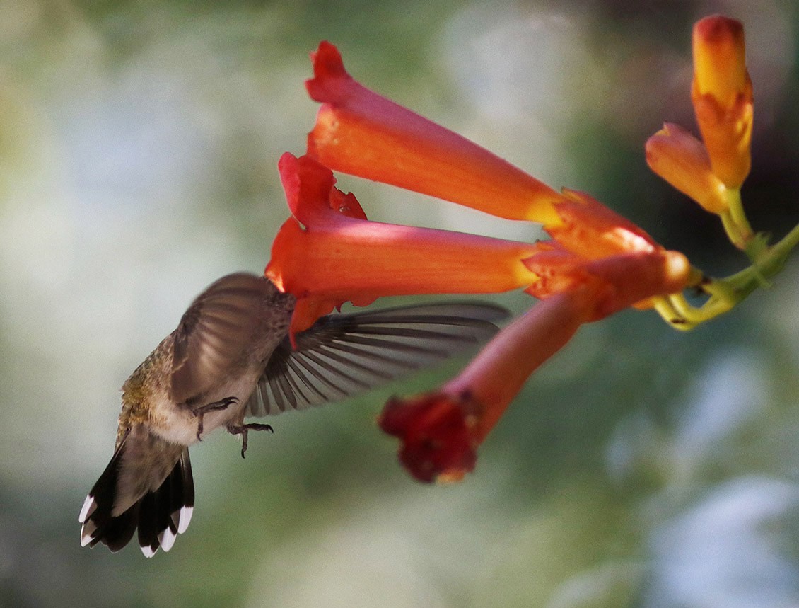 Black-chinned Hummingbird - ML58546271