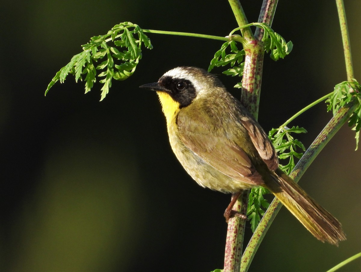 Common Yellowthroat - Pair of Wing-Nuts