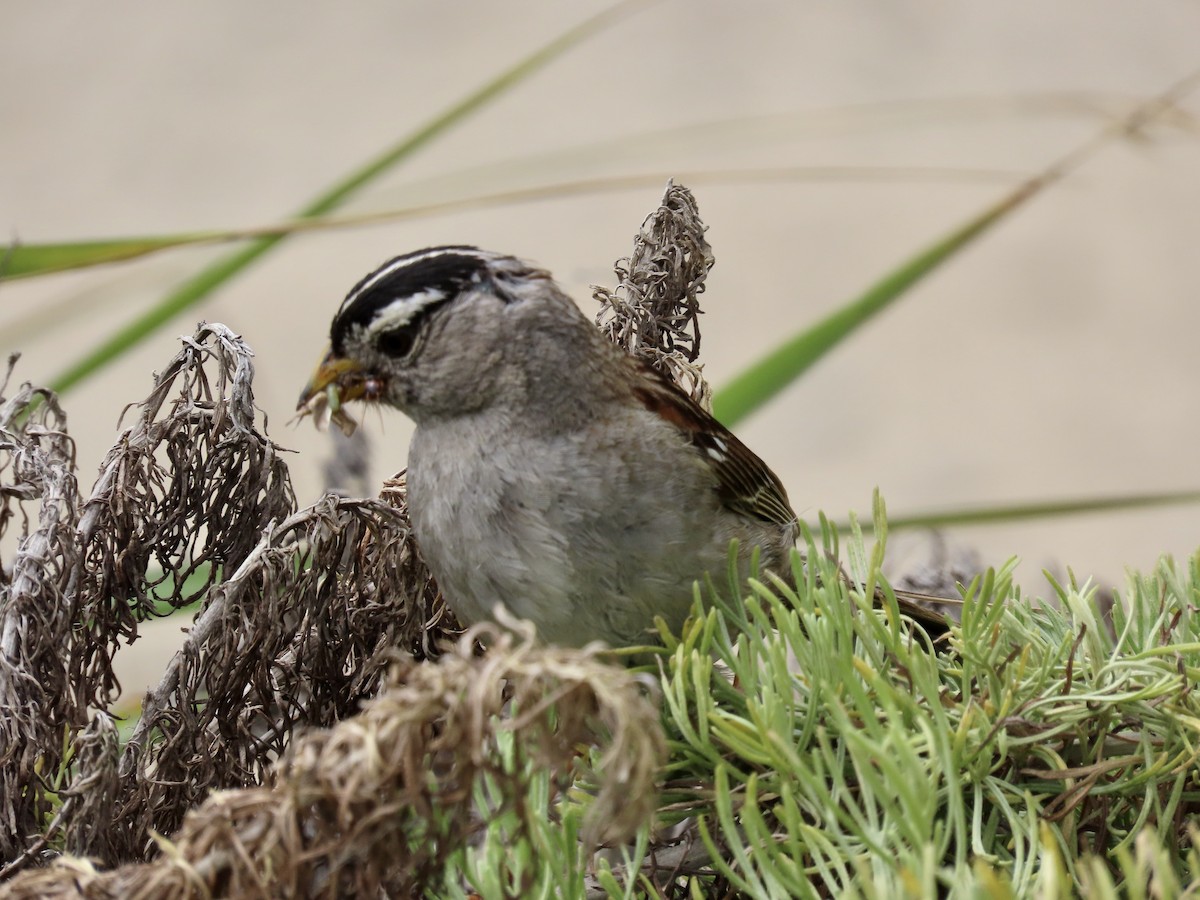 White-crowned Sparrow - ML585462891