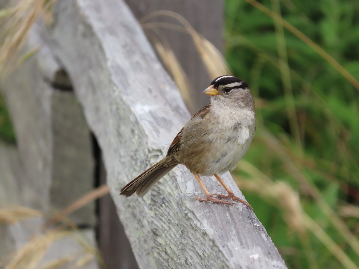 White-crowned Sparrow - ML585462911