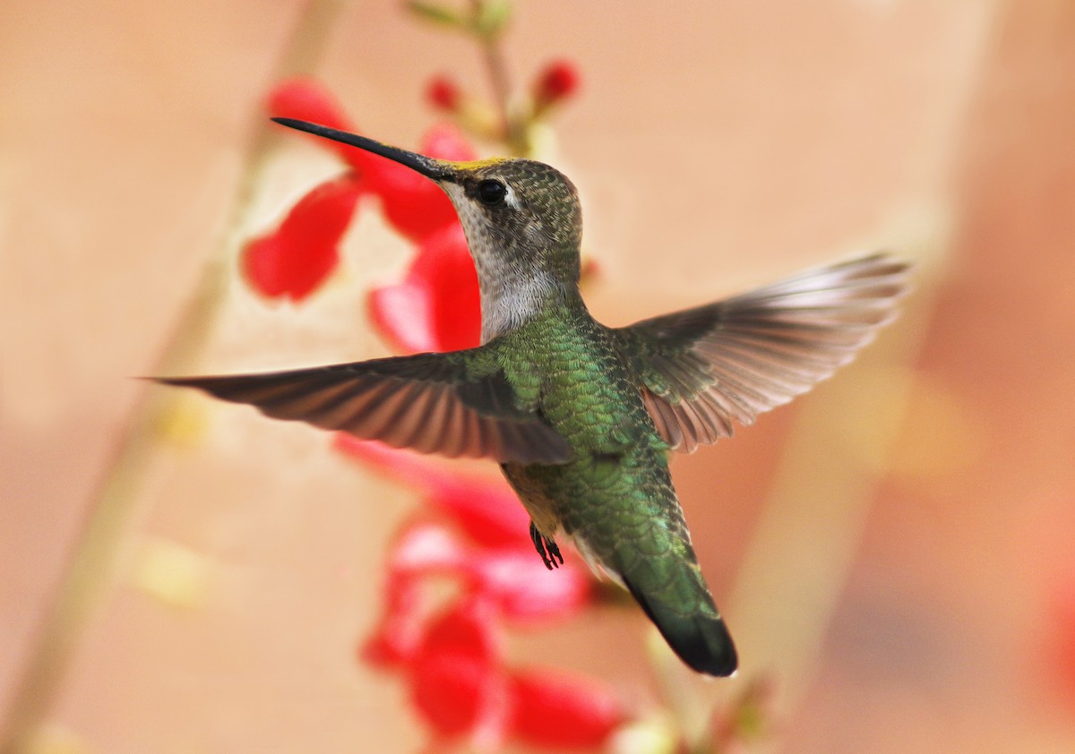Black-chinned Hummingbird - ML58546361