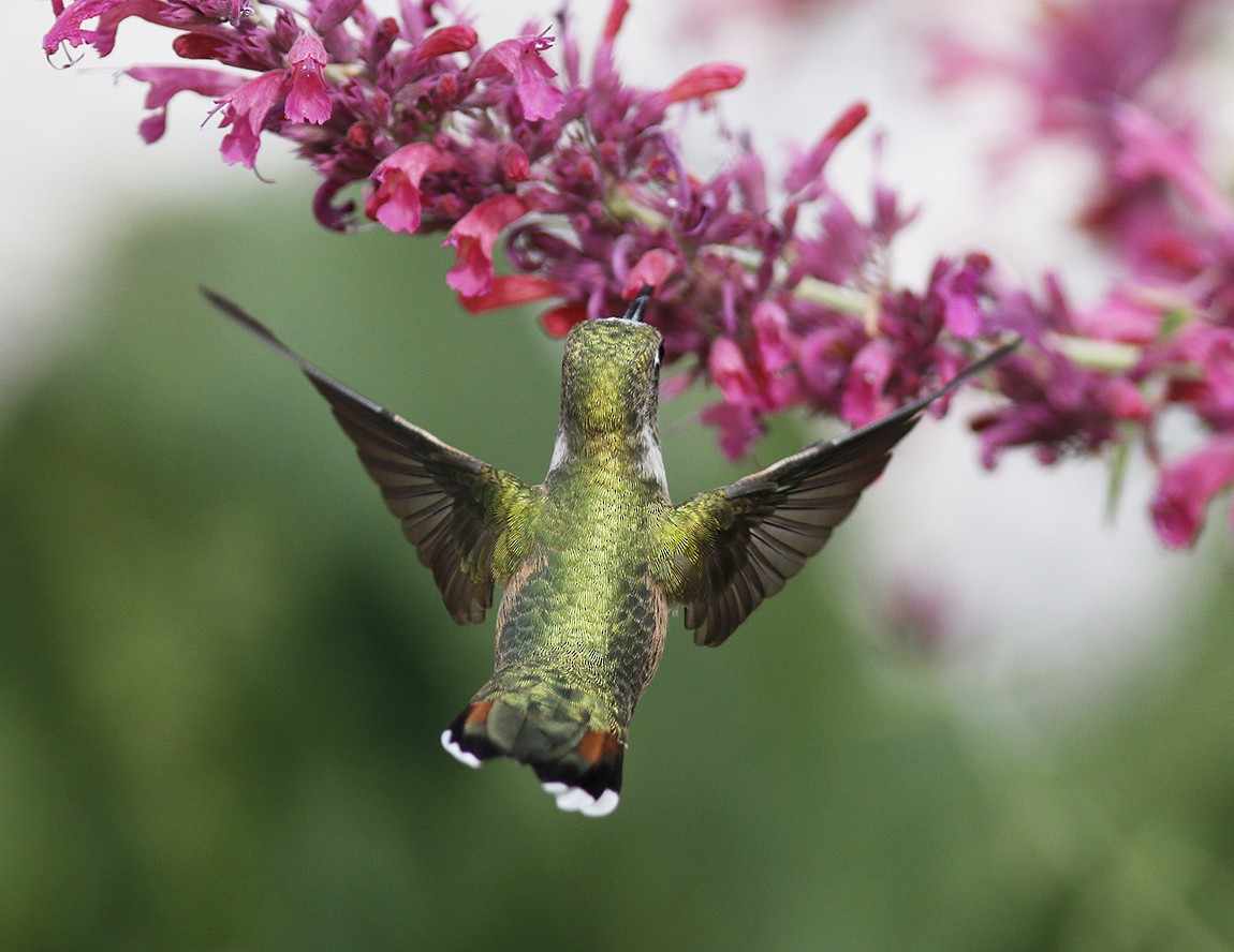 Broad-tailed Hummingbird - ML58546451