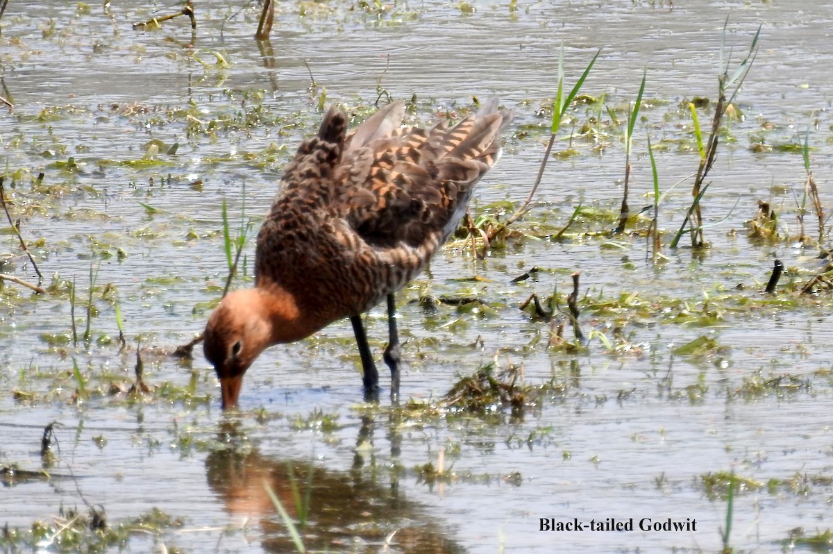 Black-tailed Godwit - Alan Green