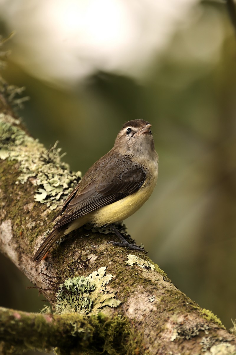 Brown-capped Vireo - Mike Sylvia