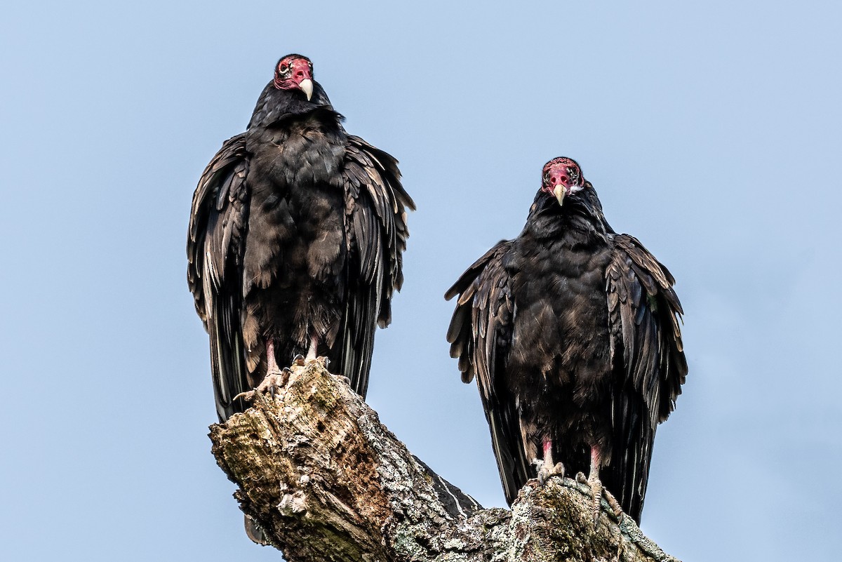 Turkey Vulture - ML585467341