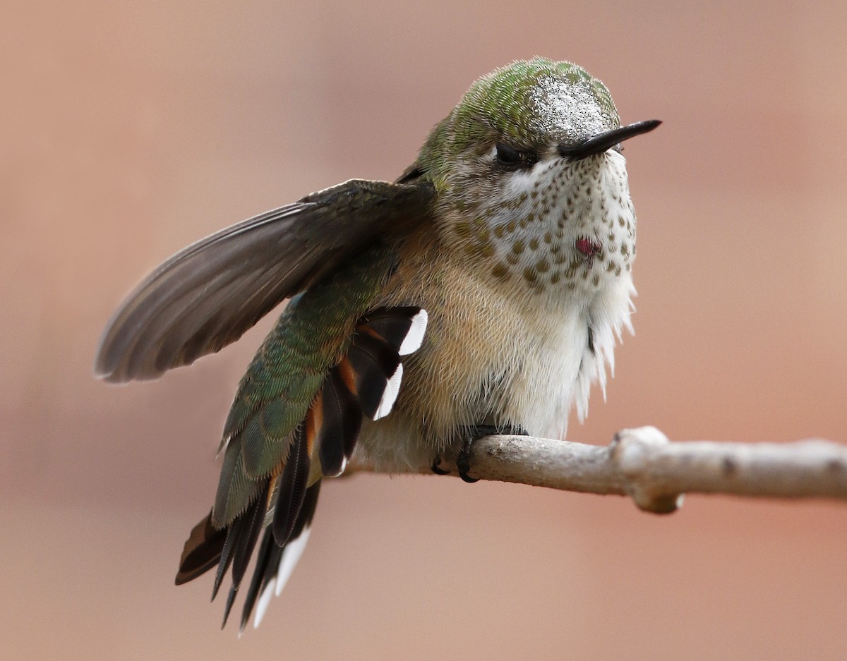 Calliope Hummingbird - ML58546741