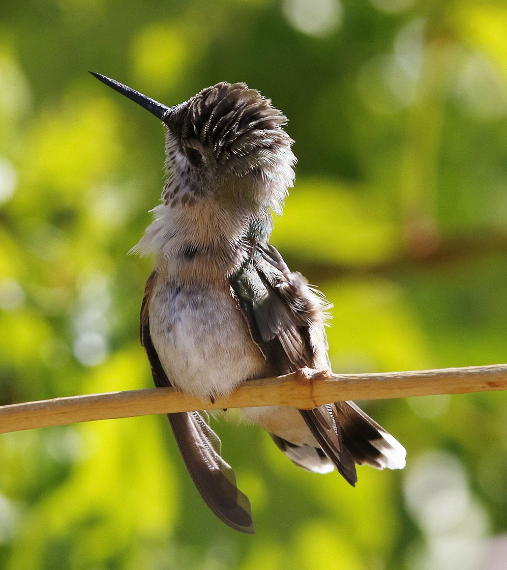 Calliope Hummingbird - ML58546751