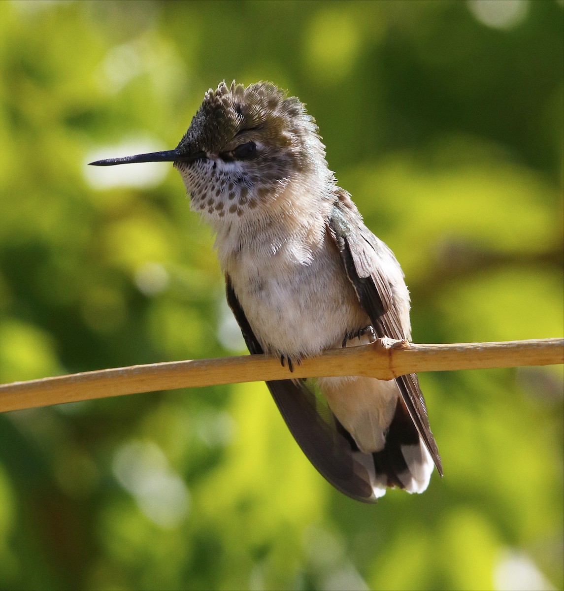Calliope Hummingbird - ML58546761