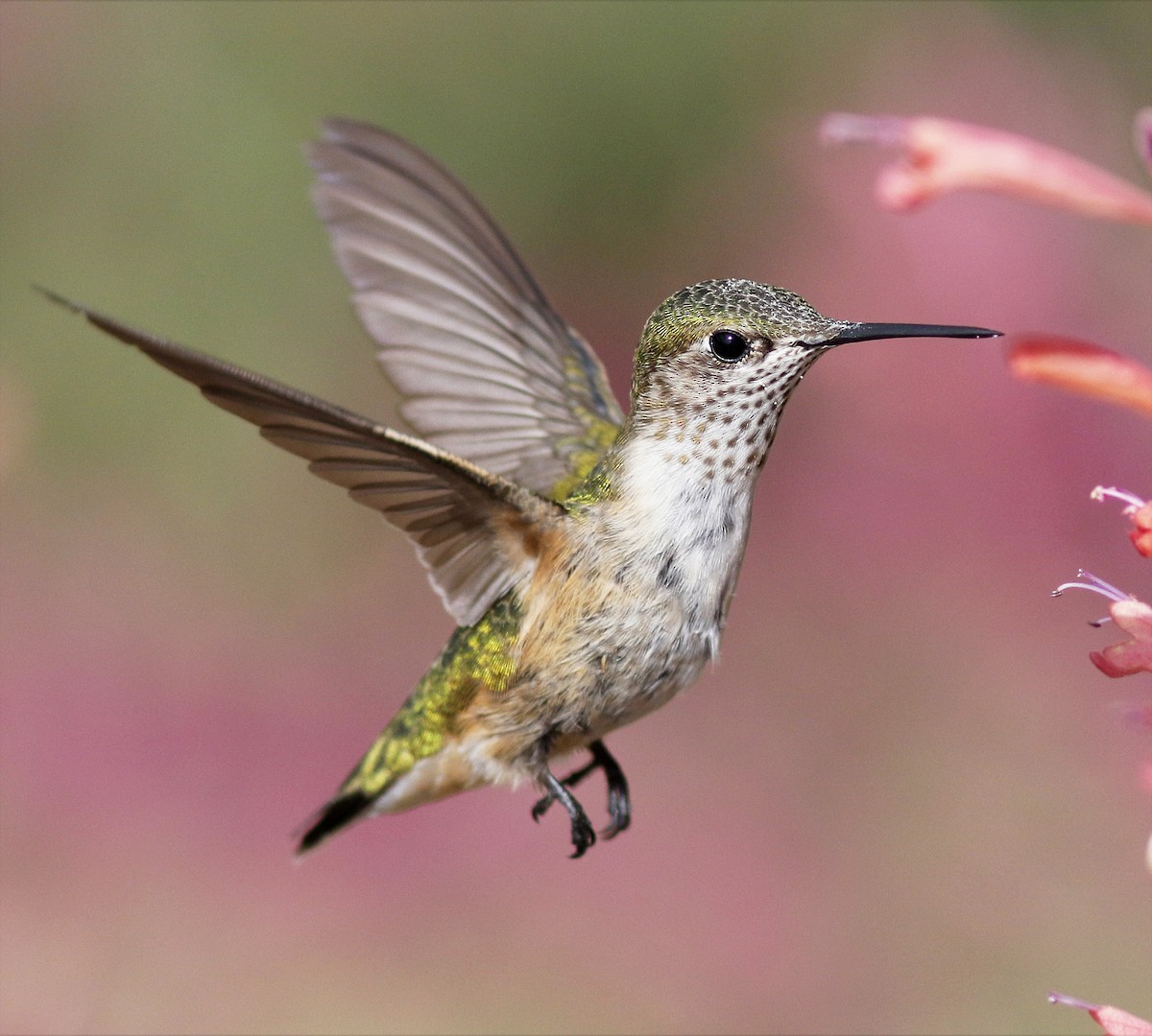 Calliope Hummingbird - ML58546771