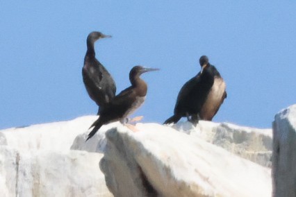 Brown Booby - ML585469201