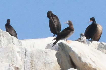 Brown Booby - ML585469211