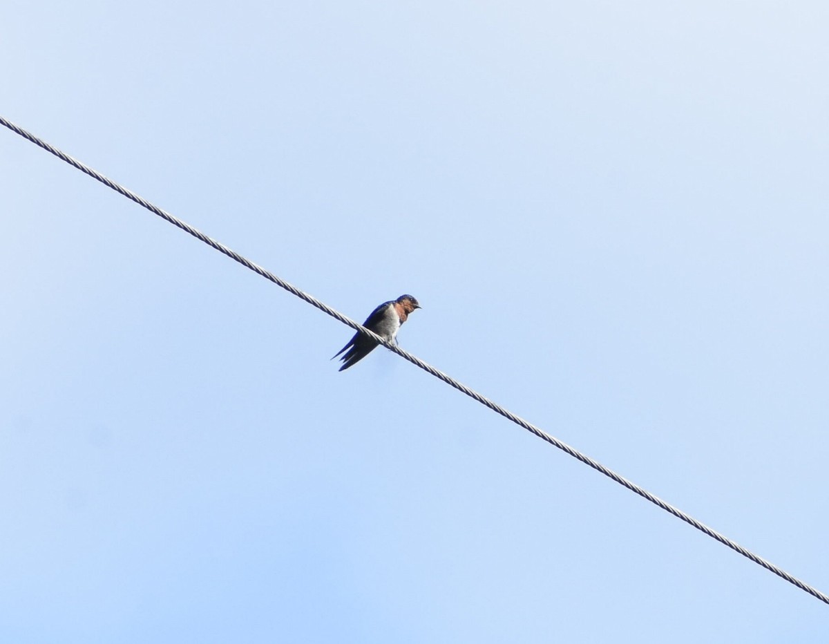 Hill Swallow - Anand Birdlife