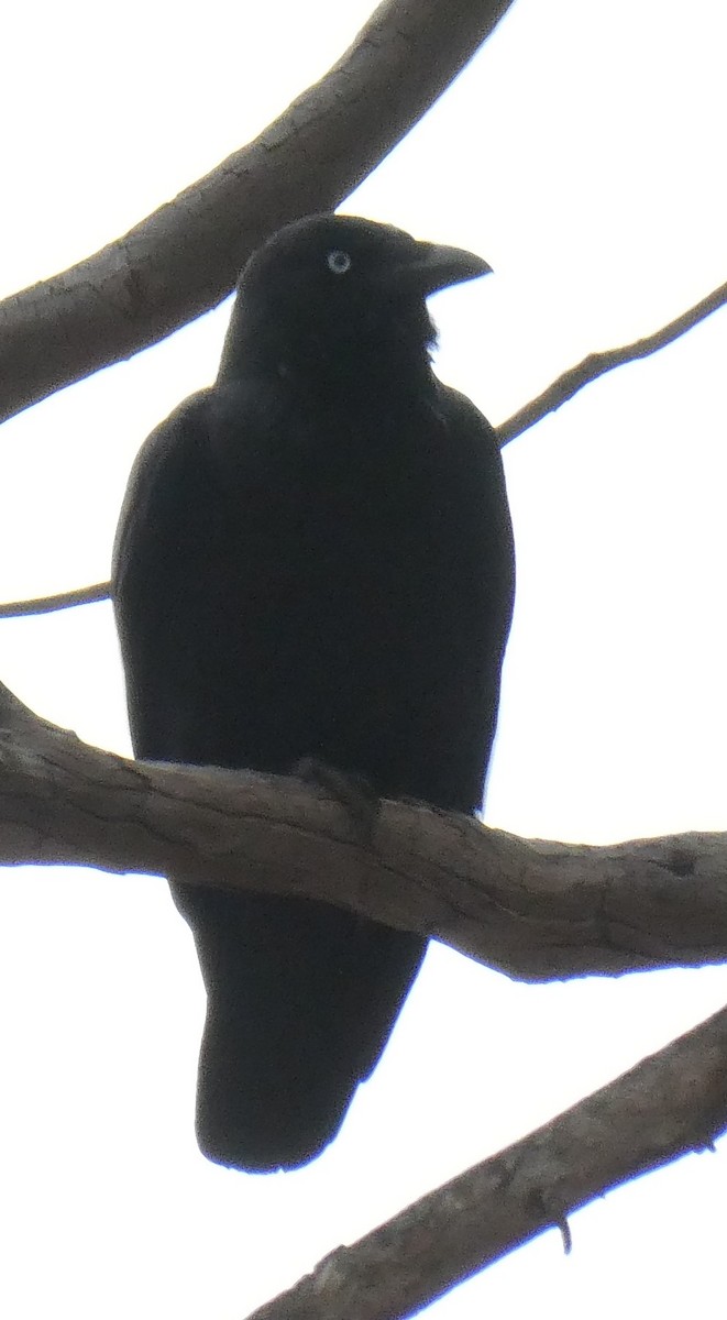 Torresian Crow - ML585471141