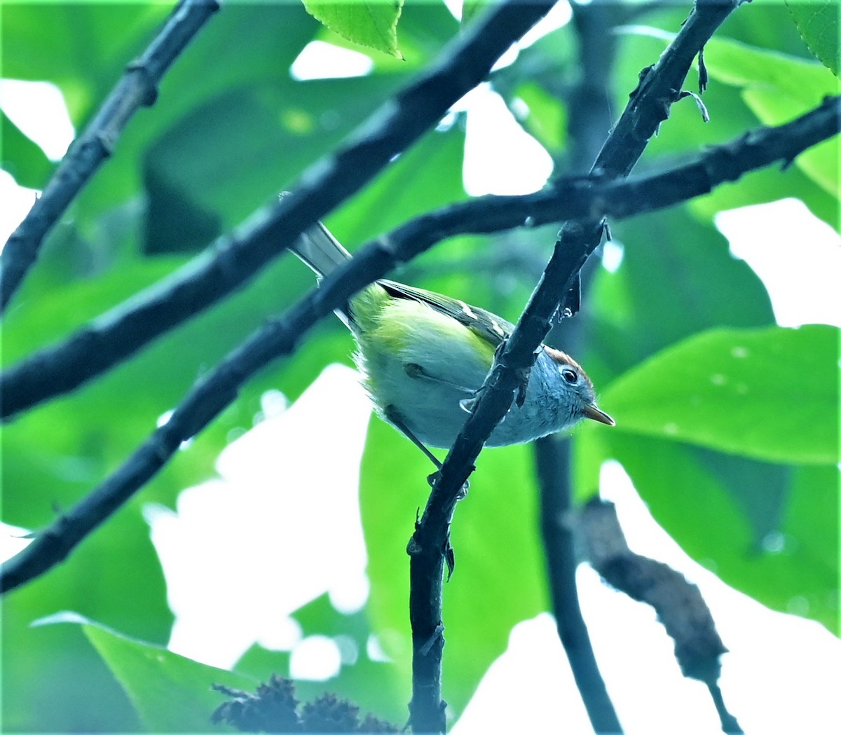 Chestnut-crowned Warbler - DEBASISH CHATTEERJEE
