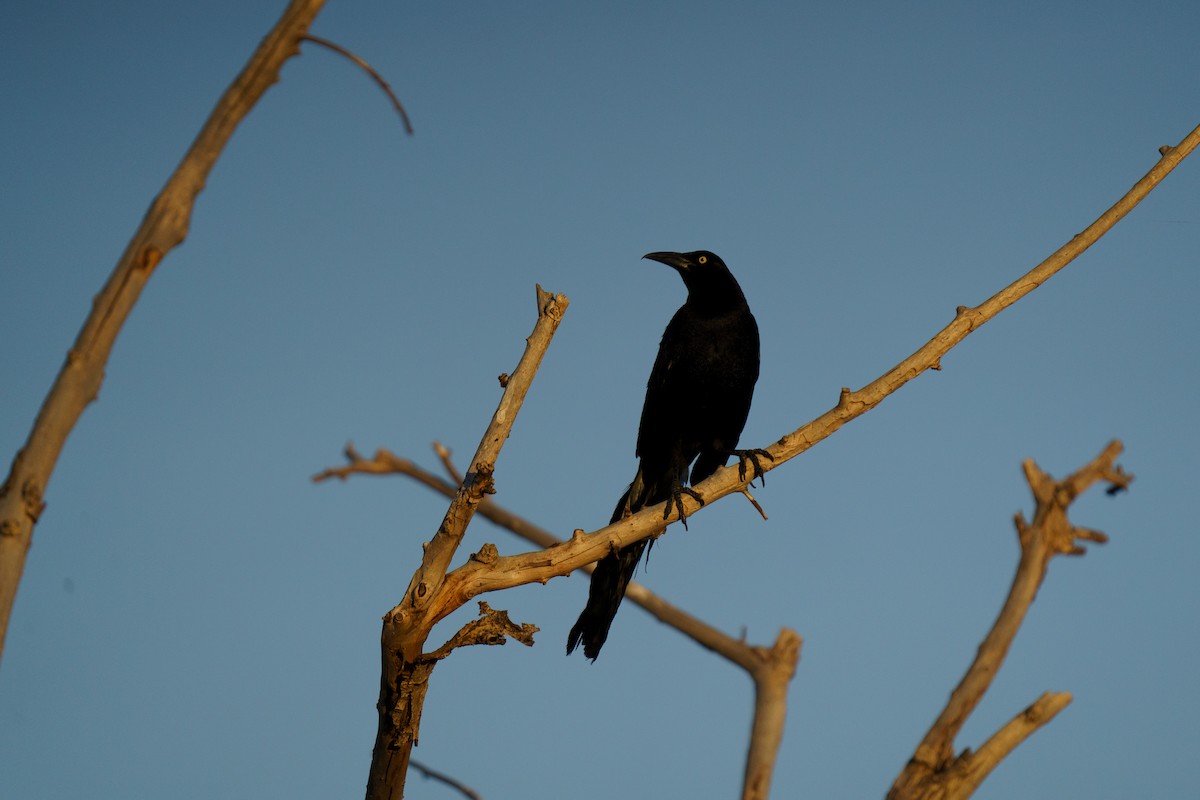 Great-tailed Grackle - ML585473921