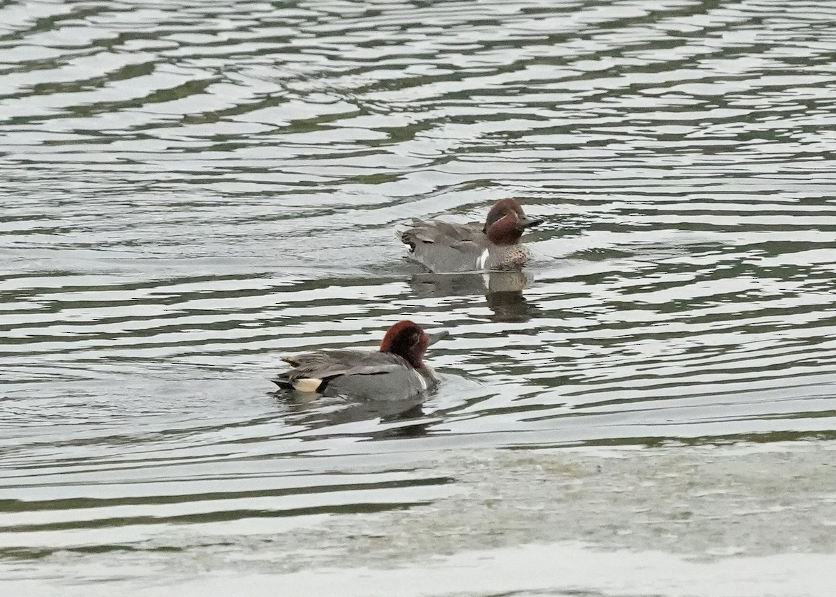 Green-winged Teal - ML585474411