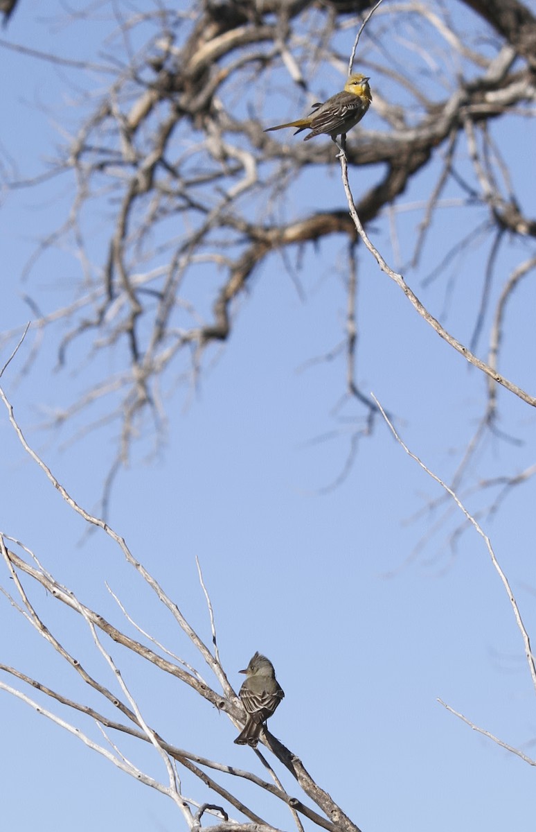 Greater Pewee - ML58548051