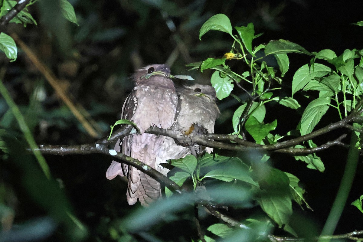 Dulit Frogmouth - Charley Hesse TROPICAL BIRDING