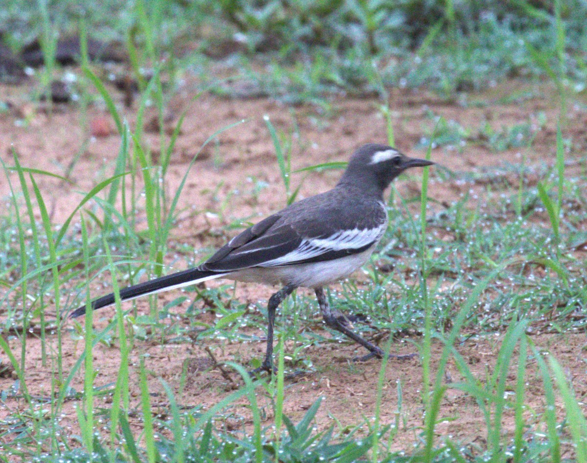 White-browed Wagtail - BRIAN LOBO