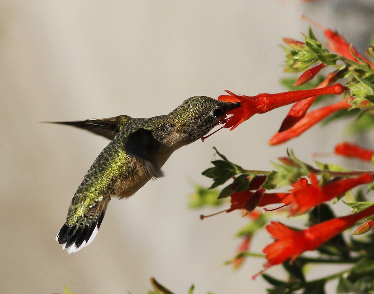 Calliope Hummingbird - ML58548571