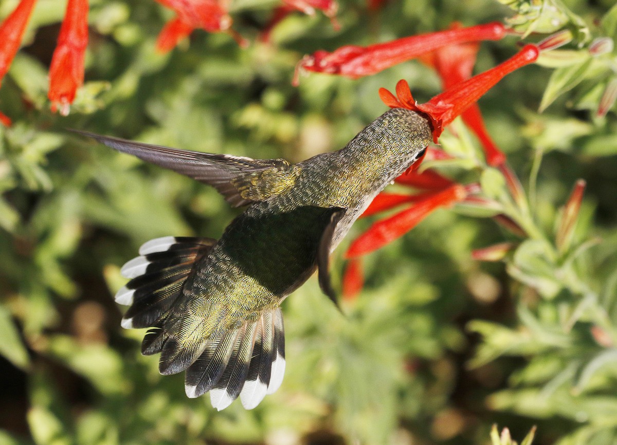 Calliope Hummingbird - ML58548661