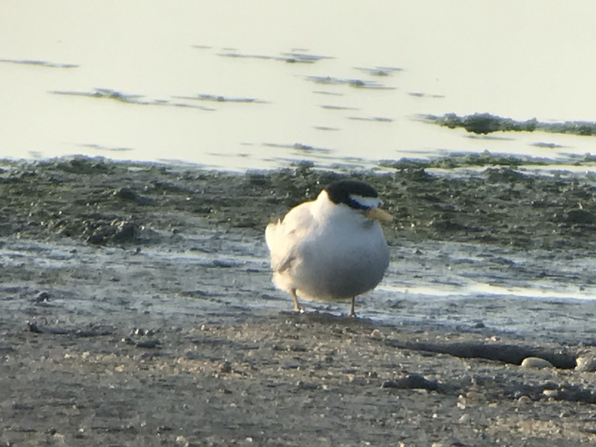 eBird Checklist - 15 Jun 2023 - Prime Hook National Wildlife Refuge ...