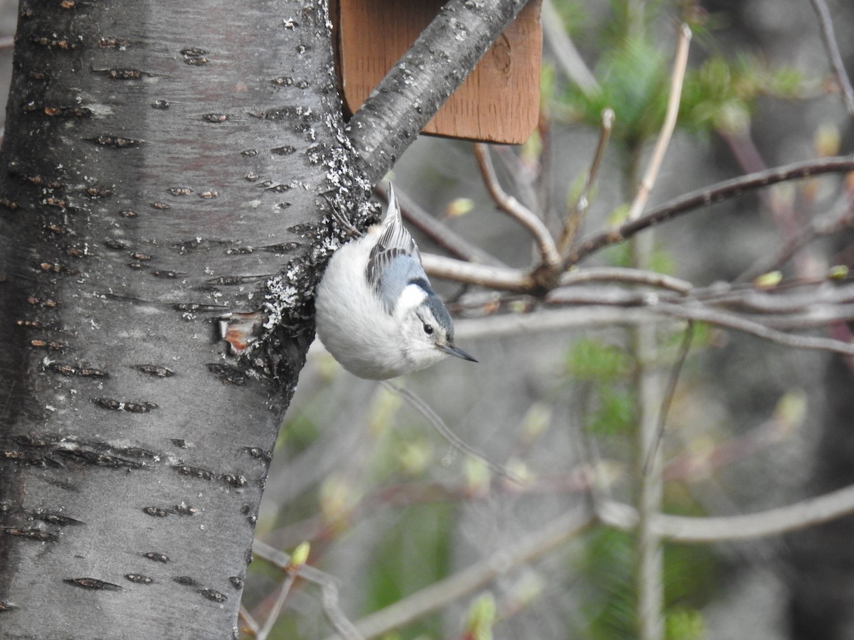 White-breasted Nuthatch - Jean-Guy Beaulieu